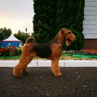 SHER ORMELLA - SHER ORMELLA International Champion, Junior Champion of Russia, Junior Champion of National Airedale Terrier Club, Champion of Russia, Latvia, Lithuania, National Airedale Terrier Club, RKF, 4*CACIB, BIG. Рожд. 21.01.2017 (о. Int. Ch. Flaire Matterhorn for Sher &amp;amp; м. Int. Ch. Sher Scherbetka Jukki) Владелец: Аманова Мария (г. Москва)